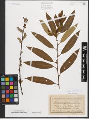 Foto von Salix triandra L.